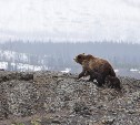Основная часть медведей на Сахалине уже "чутко отдыхает" в берлогах