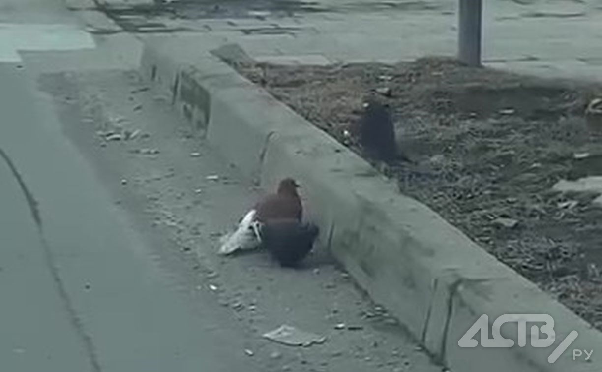 "Беспредельщики": в Южно-Сахалинске обнаружена банда, которая "портит" государственное имущество