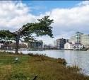 Сахалинская сосна с острова влюбленных борется за звание главного дерева России