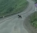 Где же его мама: бродячие собаки гоняют медвежонка на Сахалине
