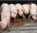 «Золотых» свиней завезли на Сахалин из Курской области (ФОТО)