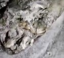 "Чудище внеземное": огромную неопознанную рыбину выбросило на побережье Сахалина