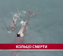 "Зиму он не переживёт": сахалинские волонтёры пытались спасти детёныша косатки Фродо