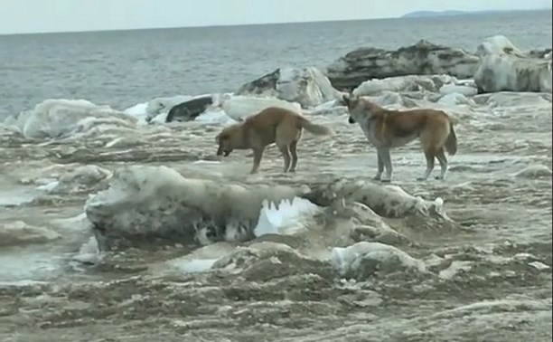 Собаки вступили в борьбу с браконьерскими сетями на Сахалине