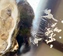 "Рекордный урожай": на Буссе нашли устрицу с 45 жемчужинами 