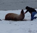 Морского льва спасли сотрудники фонда «Зеленый Сахалин»