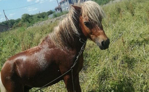 В Южно-Сахалинске пропал пони и заблудилась корова