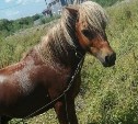 В Южно-Сахалинске пропал пони и заблудилась корова