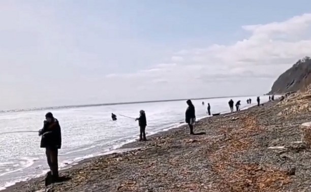 В Пригородном побелело море из-за подошедшей к берегам сельди