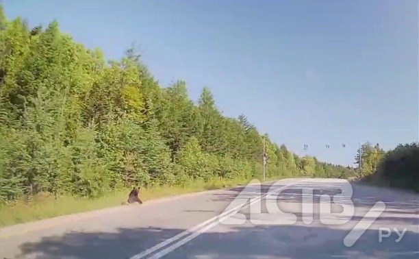 Два медведя выбежали на корсаковскую трассу в районе смертельного нападения хищника на людей