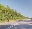 Два медведя выбежали на корсаковскую трассу в районе смертельного нападения хищника на людей