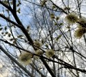 Солнечный майский день придёт на юг Сахалина