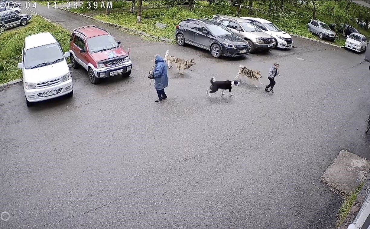 Стая собак кинулась на ребёнка в Петропавловске-Камчатском