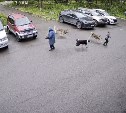 Стая собак кинулась на ребёнка в Петропавловске-Камчатском