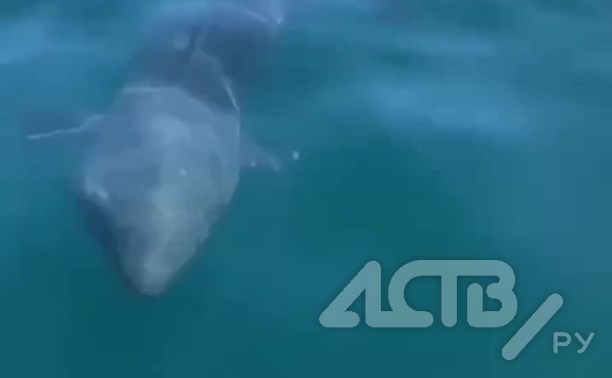 Суровые сахалинские рыбаки кормят акулу минтаем - видео
