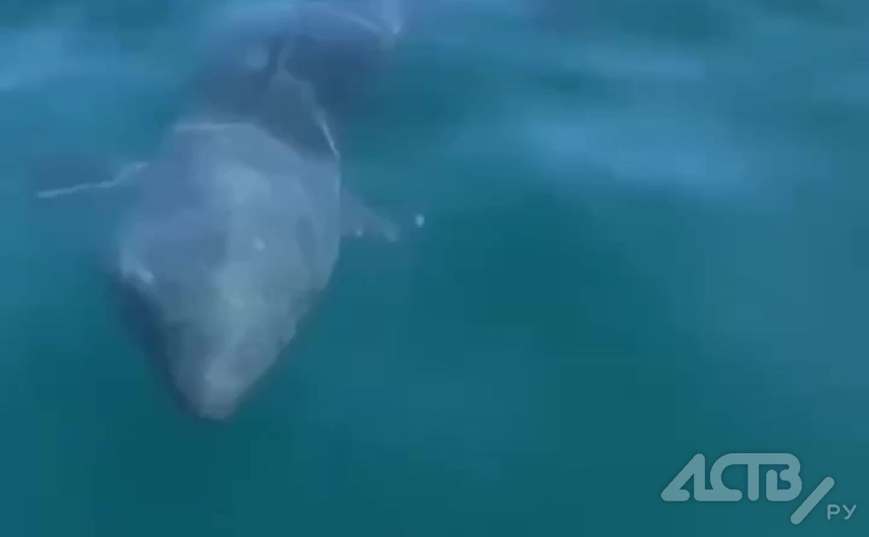 Суровые сахалинские рыбаки кормят акулу минтаем - видео
