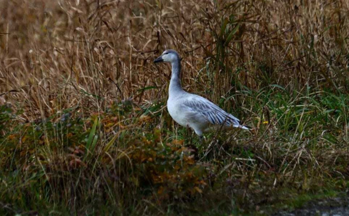 Редкие белые гуси впервые замечены на Шикотане