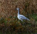 Редкие белые гуси впервые замечены на Шикотане