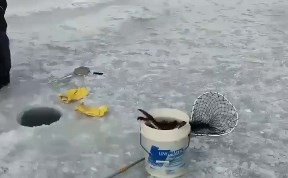 Происшествия