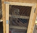 "Собирали кучу справок и строили бокс": как сахалинская собачка сама улетела на операцию в Москву