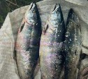 За три симы сахалинец "заплатил" 30 тысяч рублей и отдал свой внедорожник