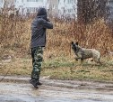 Отловщики собак в Корсакове вышли на "охоту" даже в праздники