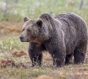 Охотоведы выслеживают наглого медведя у АЗС в Холмске, чтобы отстрелить