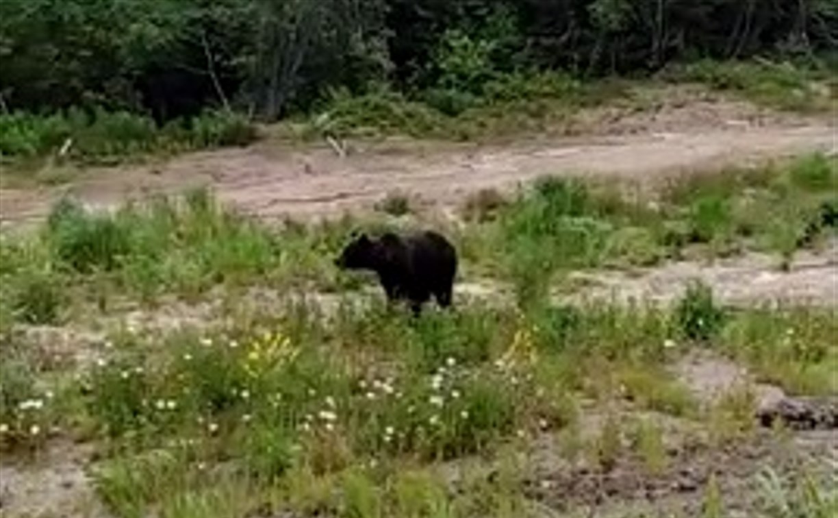 Два медведя гуляют недалеко от дачного массива в Охинском районе