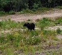 Два медведя гуляют недалеко от дачного массива в Охинском районе