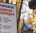 В России выявили более 1,5 тысячи случаев мышиной лихорадки