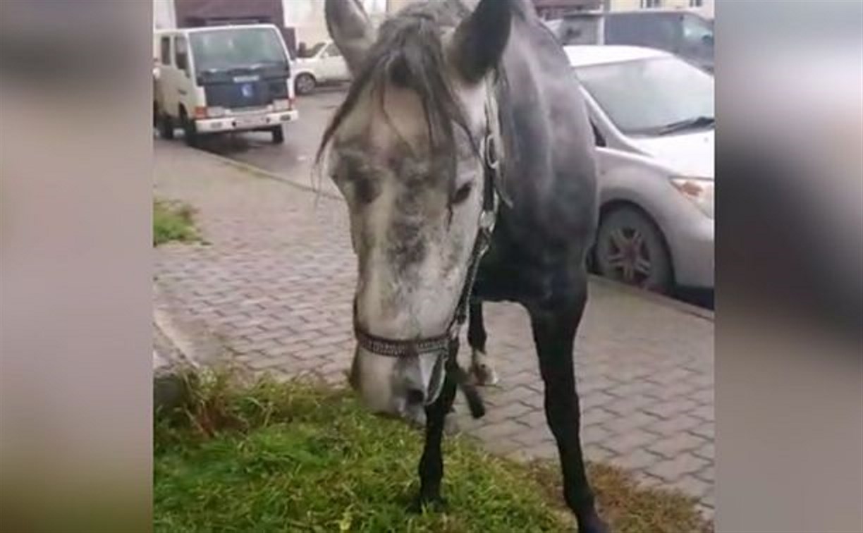 Лошадь-беспризорница в Новотроицком попыталась съесть пакет с лекарствами