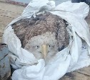 Краснокнижного орлана-белохвоста спасли лесничие на Сахалине