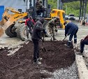 На мусорном полигоне на Сахалине высадили пионы, азалии, ирисы 