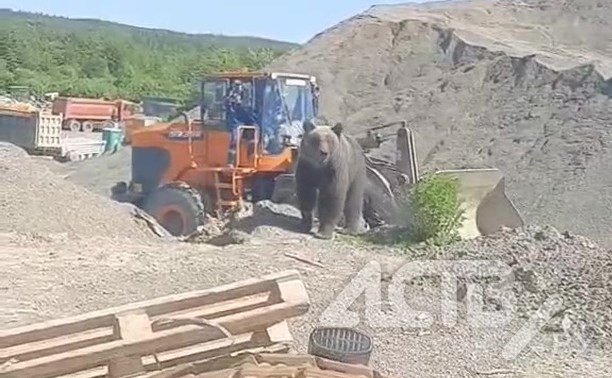 В голове не укладывается: медведи на севере Сахалина "работают" на карьере со спецтехникой