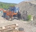 В голове не укладывается: медведи на севере Сахалина "работают" на карьере со спецтехникой