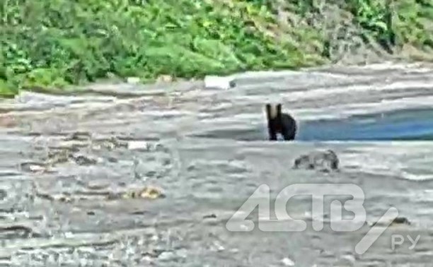 Молодой медведь вышел к отдыхающим на природе сахалинцам