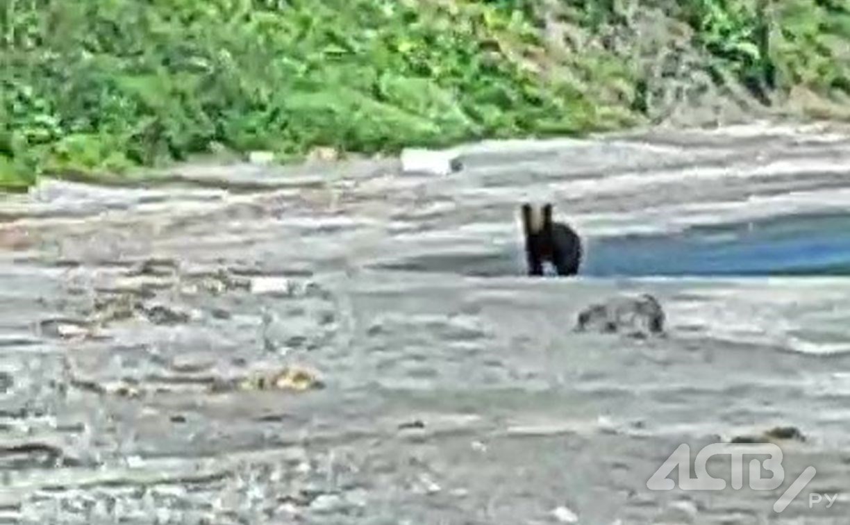 Молодой медведь вышел к отдыхающим на природе сахалинцам