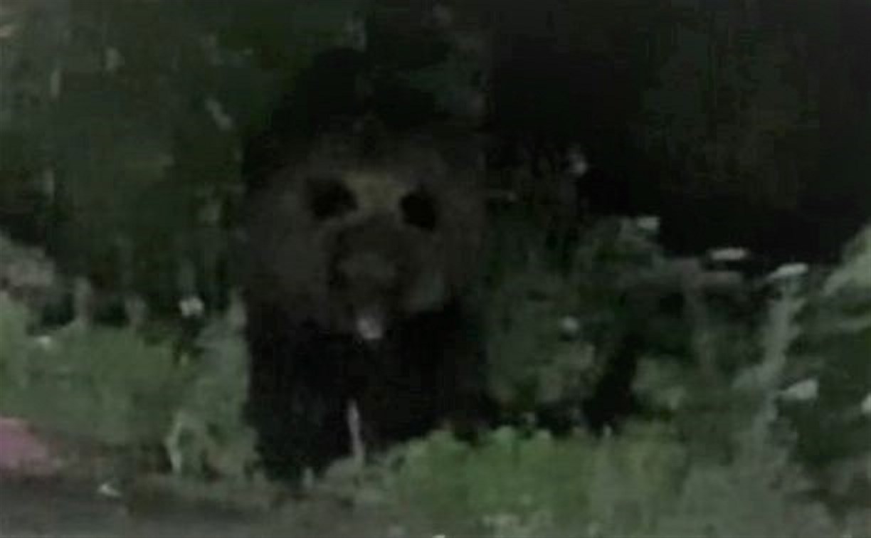 "Первый раз увидела вживую": сахалинка заехала на АЗС и встретила медведя