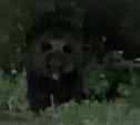 "Первый раз увидела вживую": сахалинка заехала на АЗС и встретила медведя