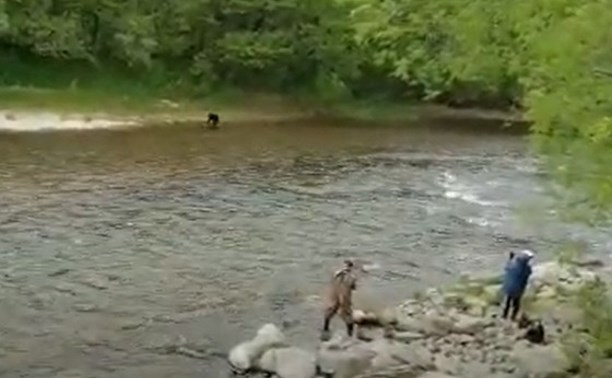 Видео дня: невозмутимые мужчины и медведи на Сахалине рыбачат вместе на речке