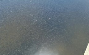 Общество