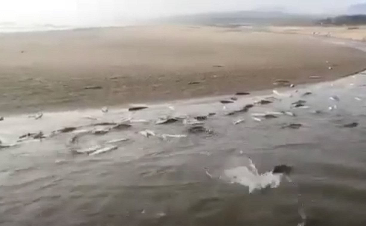Умирающую рыбу в реках все чаще встречают сахалинцы