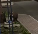 Двое полицейских с оружием выгнали медведя, который пришел ночью в Северо-Курильск 