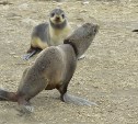 На острове Тюленьем освободили от пластиковых ошейников четырёх морских котиков