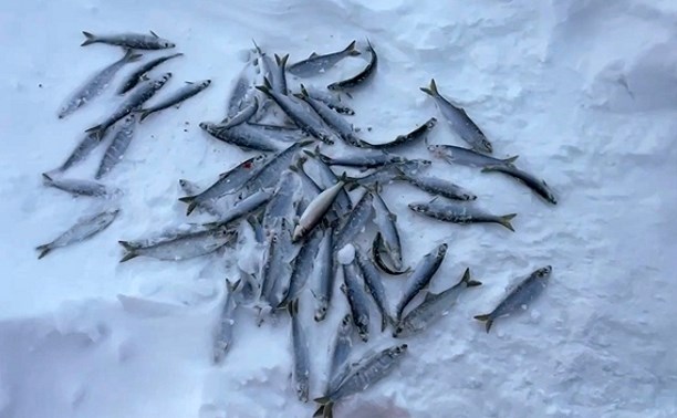 Метель не помешала некоторым сахалинским рыбакам отправиться на лёд