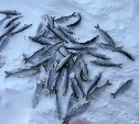 Метель не помешала некоторым сахалинским рыбакам отправиться на лёд
