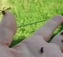 Нашествие божьих коровок на Сахалине: насекомые облепили балконы и залетают в дома