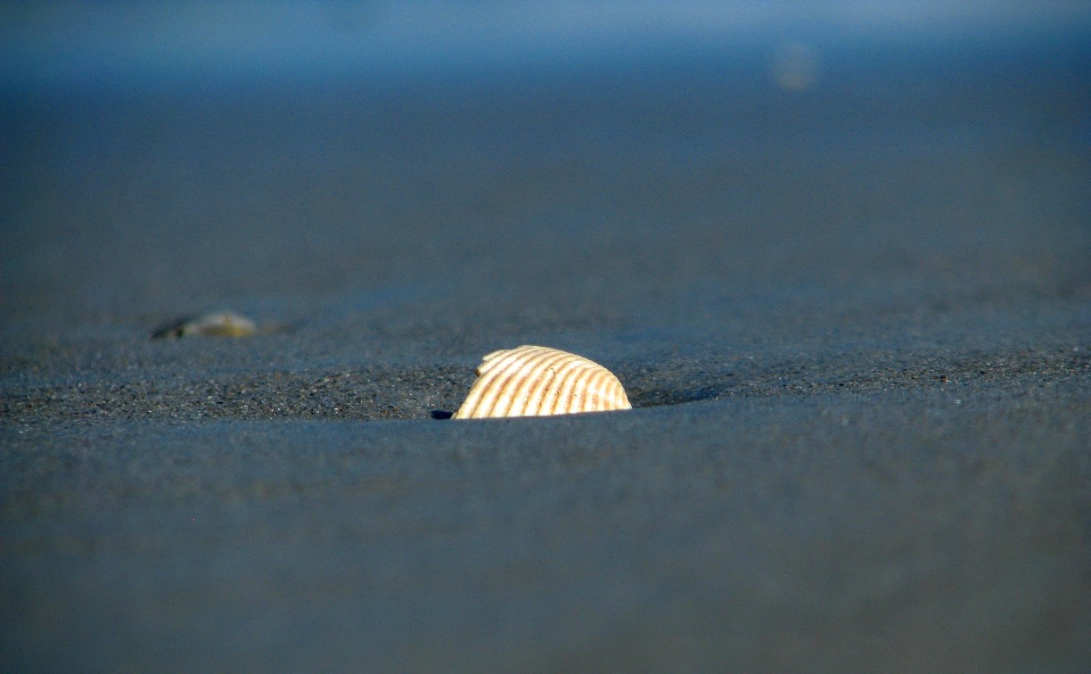 Дело на 30 миллионов рублей: браконьеры добыли на Сахалине свыше 22 тысяч трепангов и гребешков