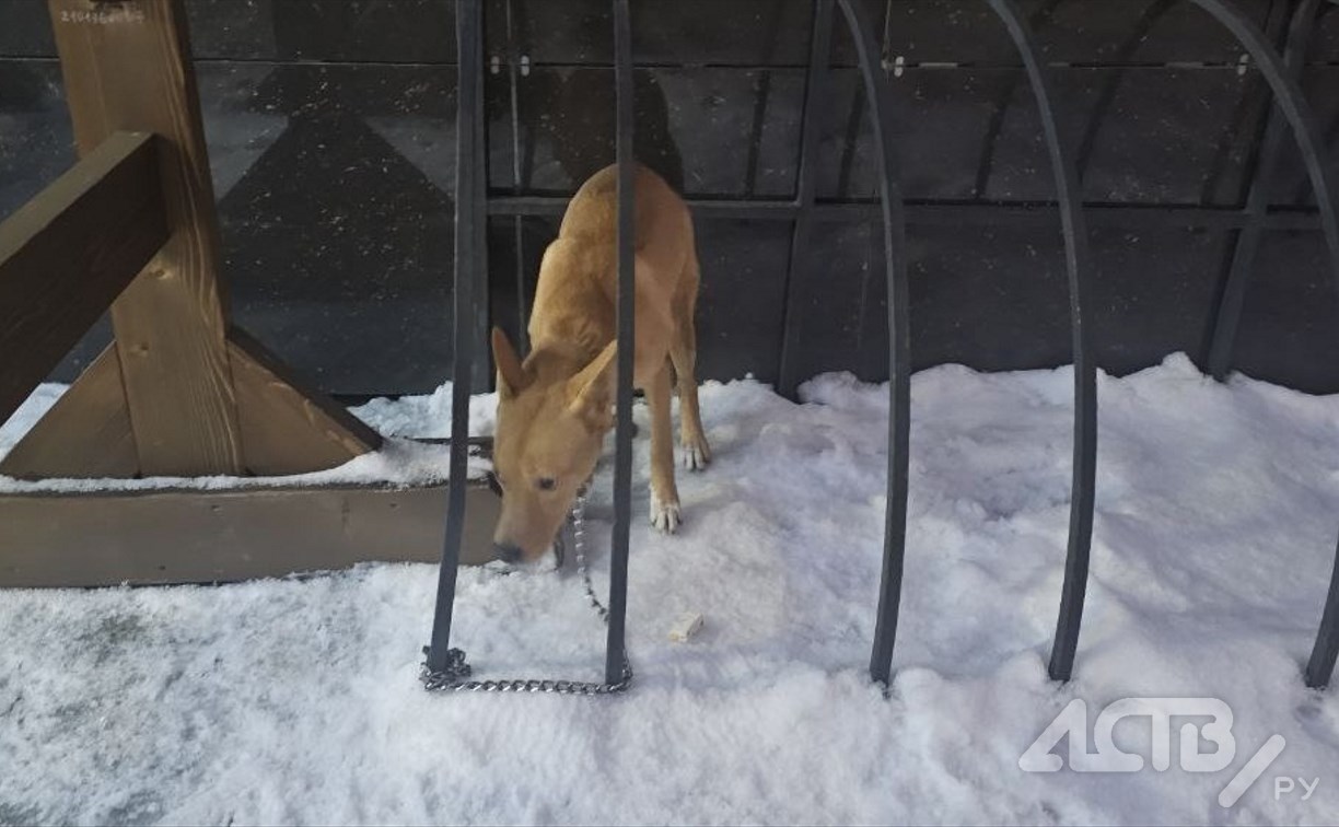 У гостиницы в Южно-Сахалинске обнаружили привязанную собаку — видео