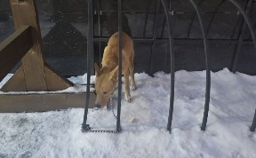 Происшествия